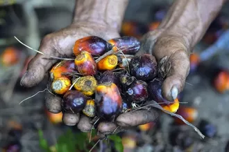 Endonezya'dan kötü haber! Palm yağı yasağı genişleyebilir