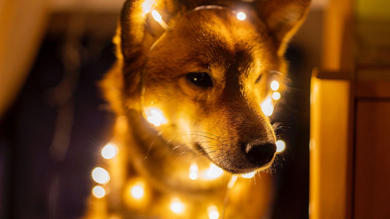 Shiba Inu'daki korku seviyeleri: Bu seviye aşağı kırılırsa bir 0 geri dönebilir