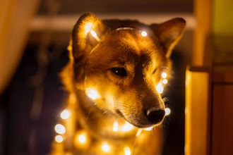 Shiba Inu'daki korku seviyeleri: Bu seviye aşağı kırılırsa bir 0 geri dönebilir